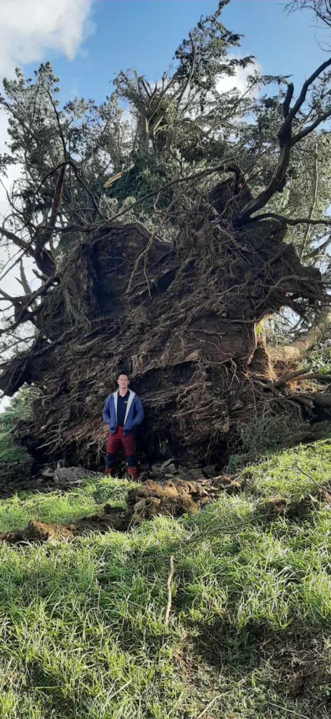 David devant une souche suite à la tempête Ciaran