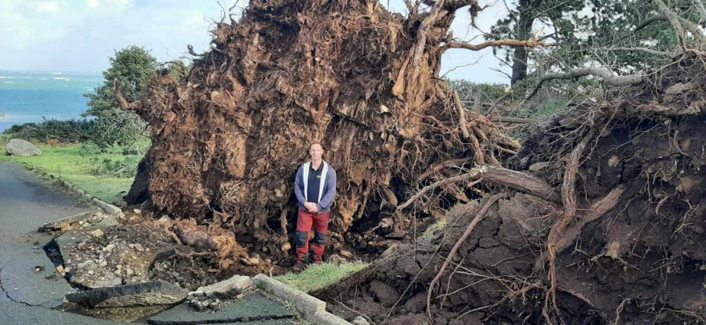 David devant une souche suite à la tempête Ciaran